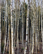 231 · Après-Shampooing · Bouleau