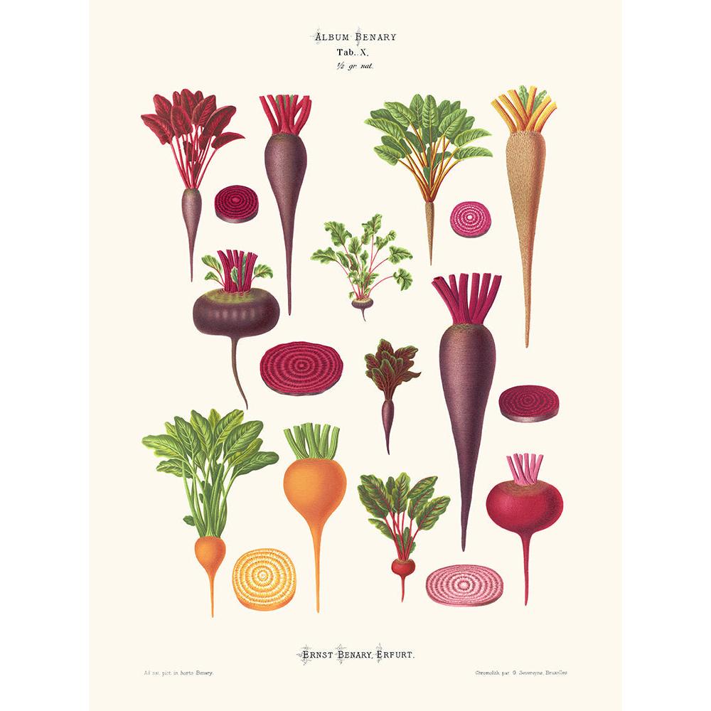Sciences Naturelles - Betteraves,Ernst Benary