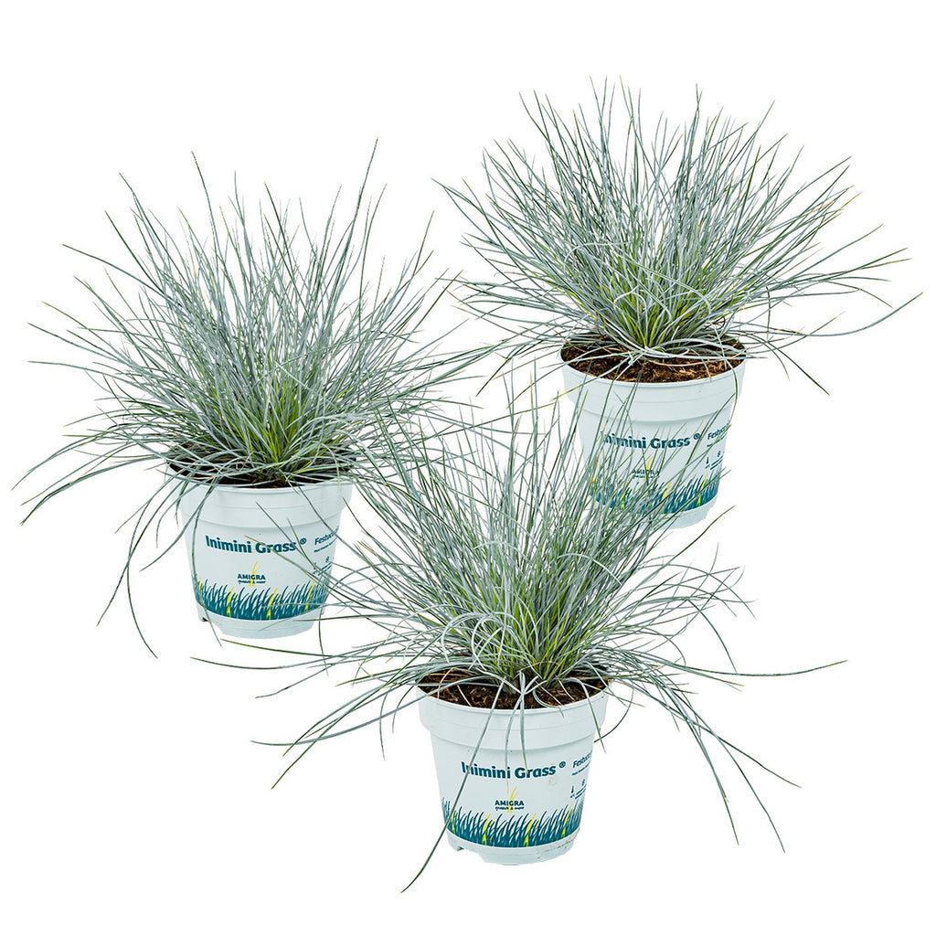 Lot De 3 Festuca – Plante D'Extérieur