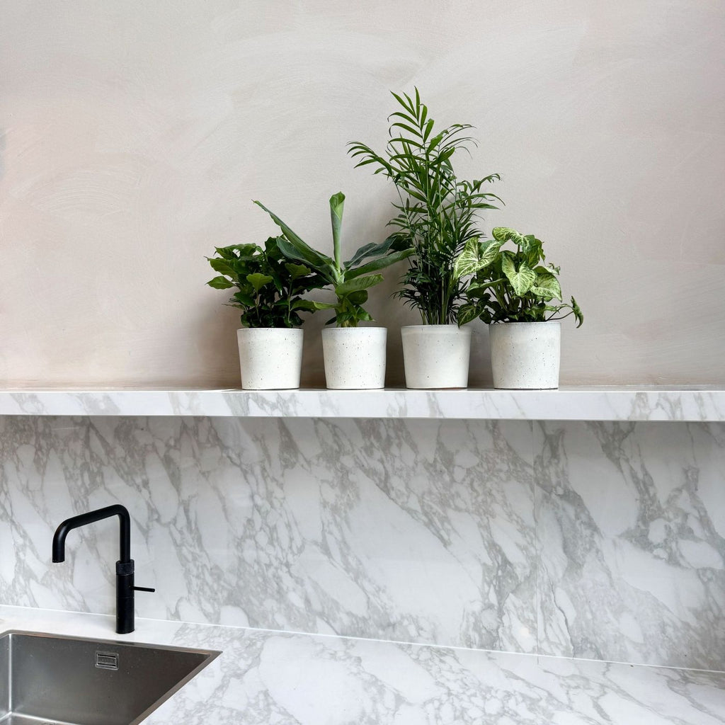 Lot De 4 Plantes Budget – Plante D'Intérieur