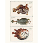 Sciences Naturelles - Cabinet De Curiosités Ichtyologique 3