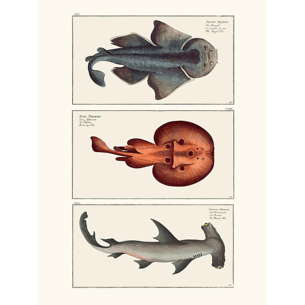 Sciences Naturelles - Cabinet De Curiosités Ichtyologique 1