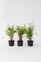 Lot De 3 Bambous ‘Fargesia Grex’ – Plante D’Extérieur