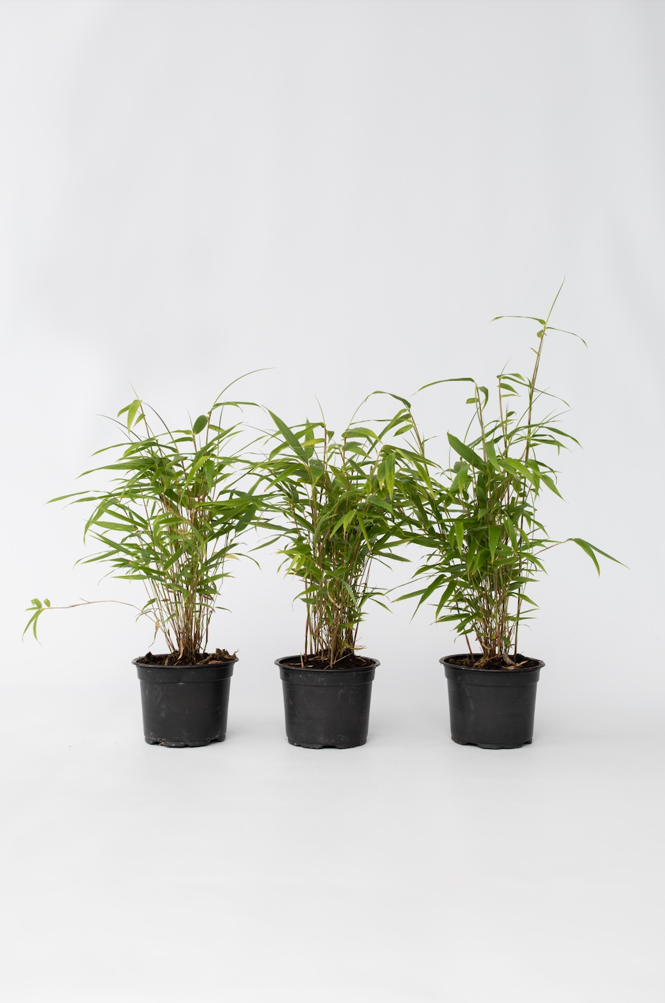 Lot De 3 Bambous ‘Fargesia Grex’ – Plante D’Extérieur
