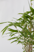 Lot De 3 Bambous ‘Fargesia Grex’ – Plante D’Extérieur