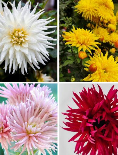 Mélange De 5 Dahlias Cactus – Plante D’Extérieur