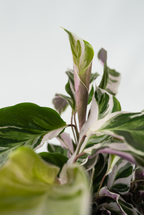Lot De 2 Calathea ‘Fusion White’ – Plante D’Intérieur