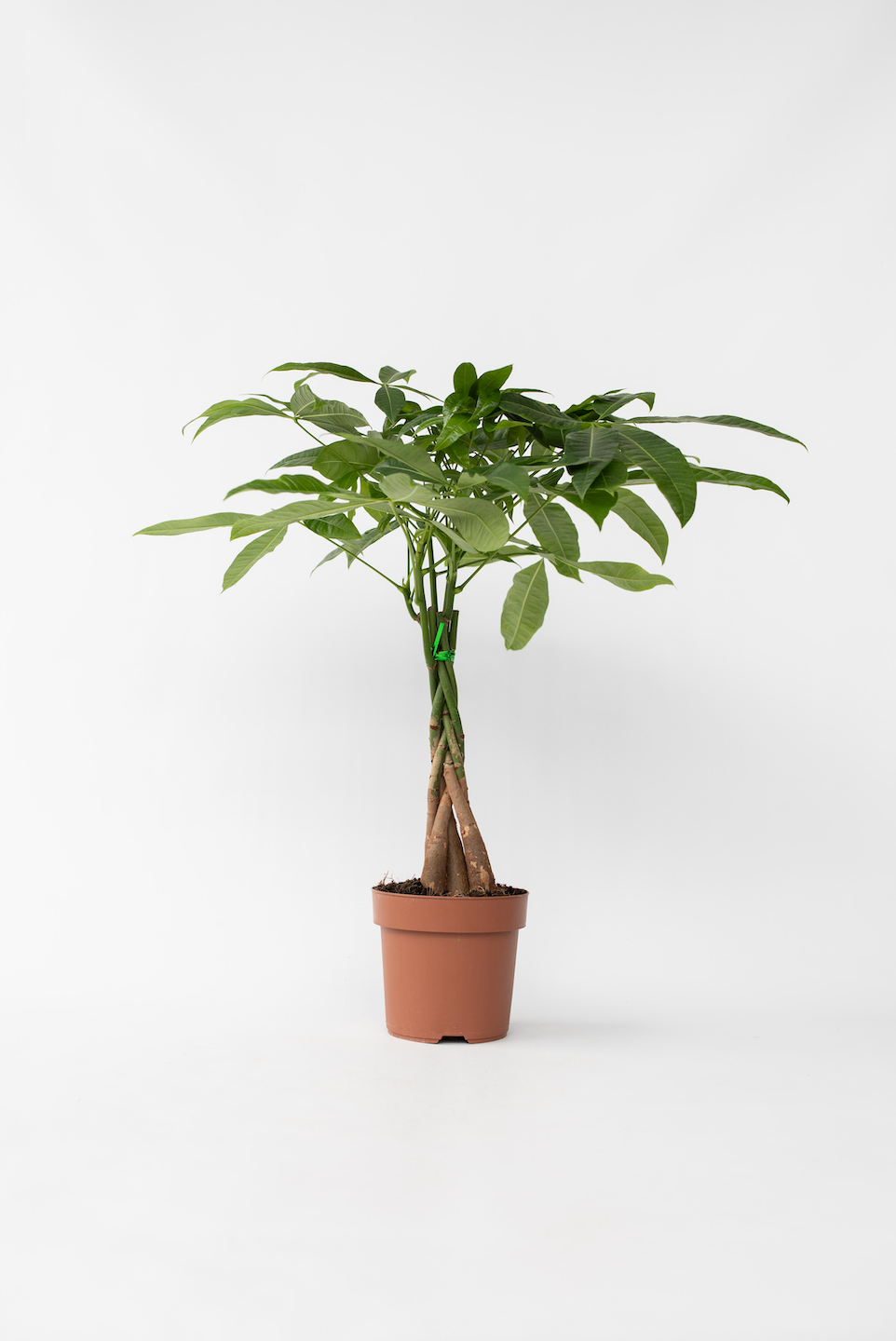 Pachira « Arbre À Monnaie » – Plante D’Intérieur