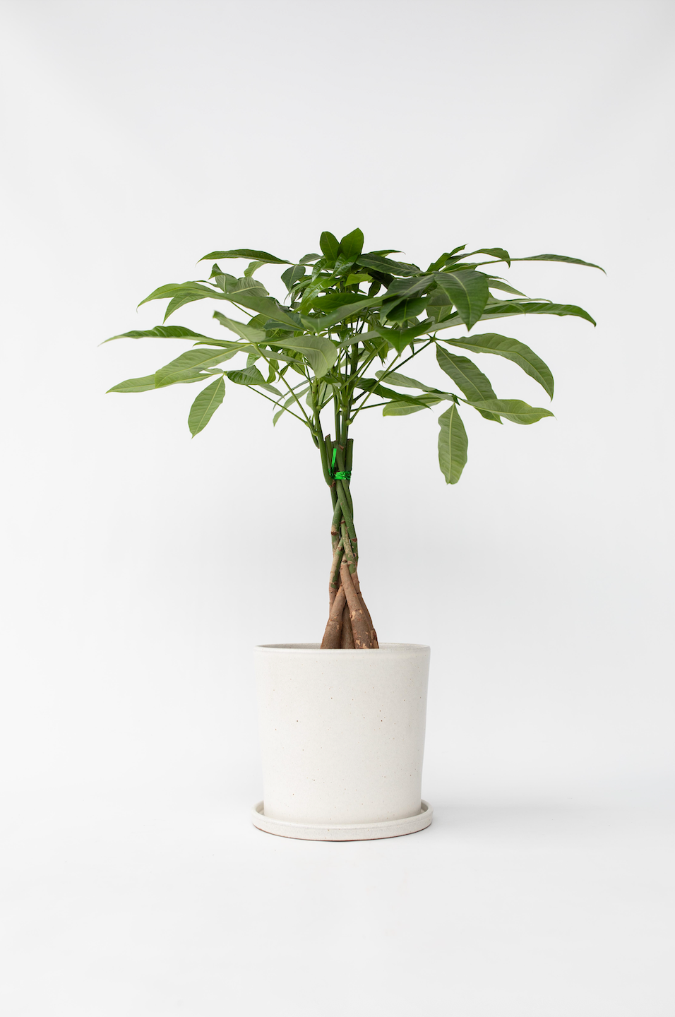 Pachira « Arbre À Monnaie » – Plante D’Intérieur