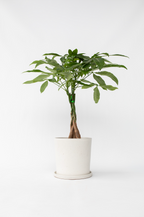 Pachira « Arbre À Monnaie » – Plante D’Intérieur