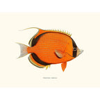 Sciences Naturelles - Chaetodon Semeion