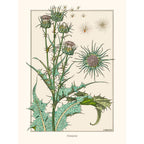 Sciences Naturelles - M.P Verneuil -Chardon