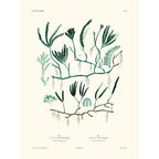 Sciences Naturelles - Chauvinia PL23,La Coquille