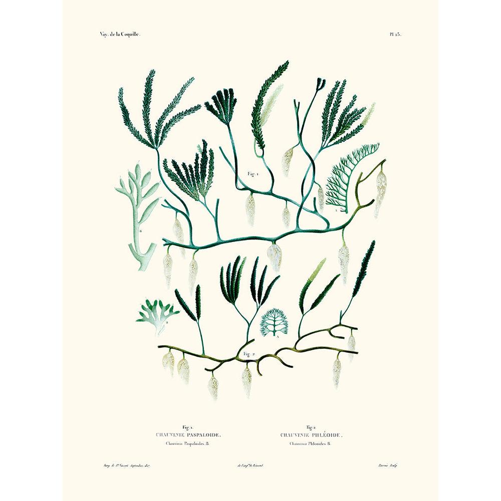 Sciences Naturelles - Chauvinia PL23,La Coquille