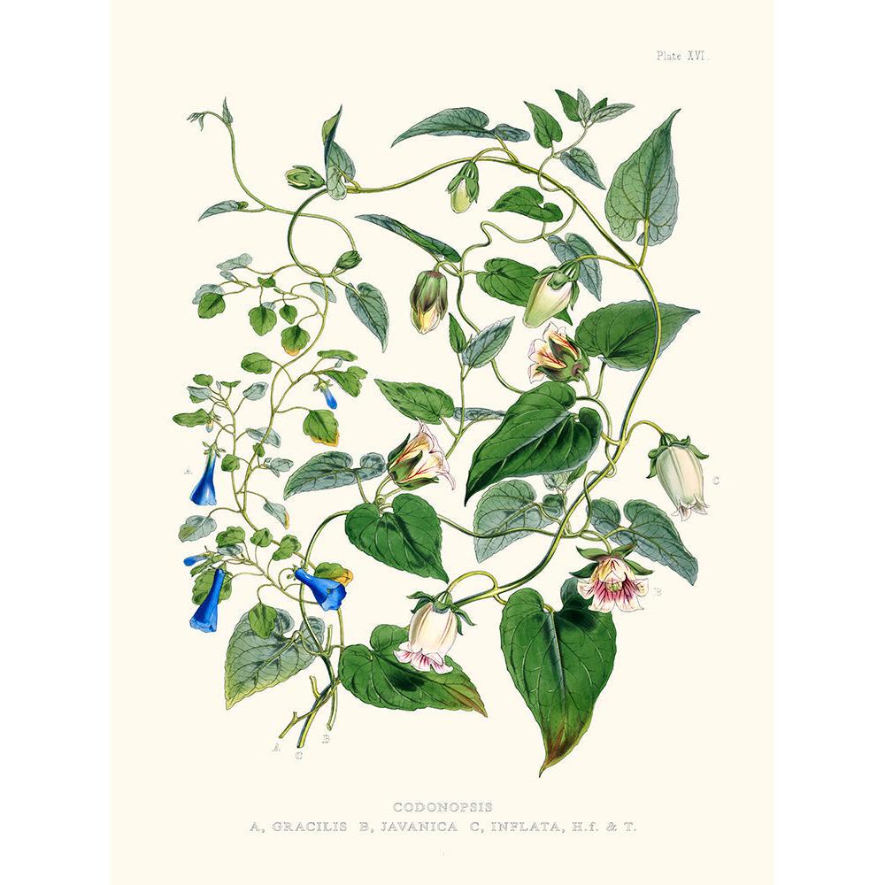 Sciences Naturelles - Codonopsis,Illustration Of Himalayan Plants (Plate XVI)