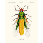 Image Alt Text