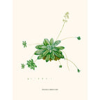 Sciences Naturelles - Crassule Orbiculaire