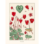 Sciences Naturelles - M.P Verneuil,Cyclamen