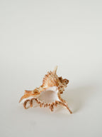 Coquillage Ancien, 1970 - 14 X 11 Cm