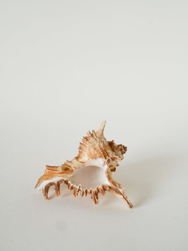 Coquillage Ancien, 1970 - 14 X 11 Cm