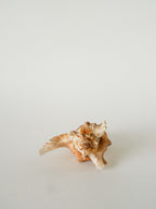 Coquillage Ancien, 1970 - 14 X 11 Cm