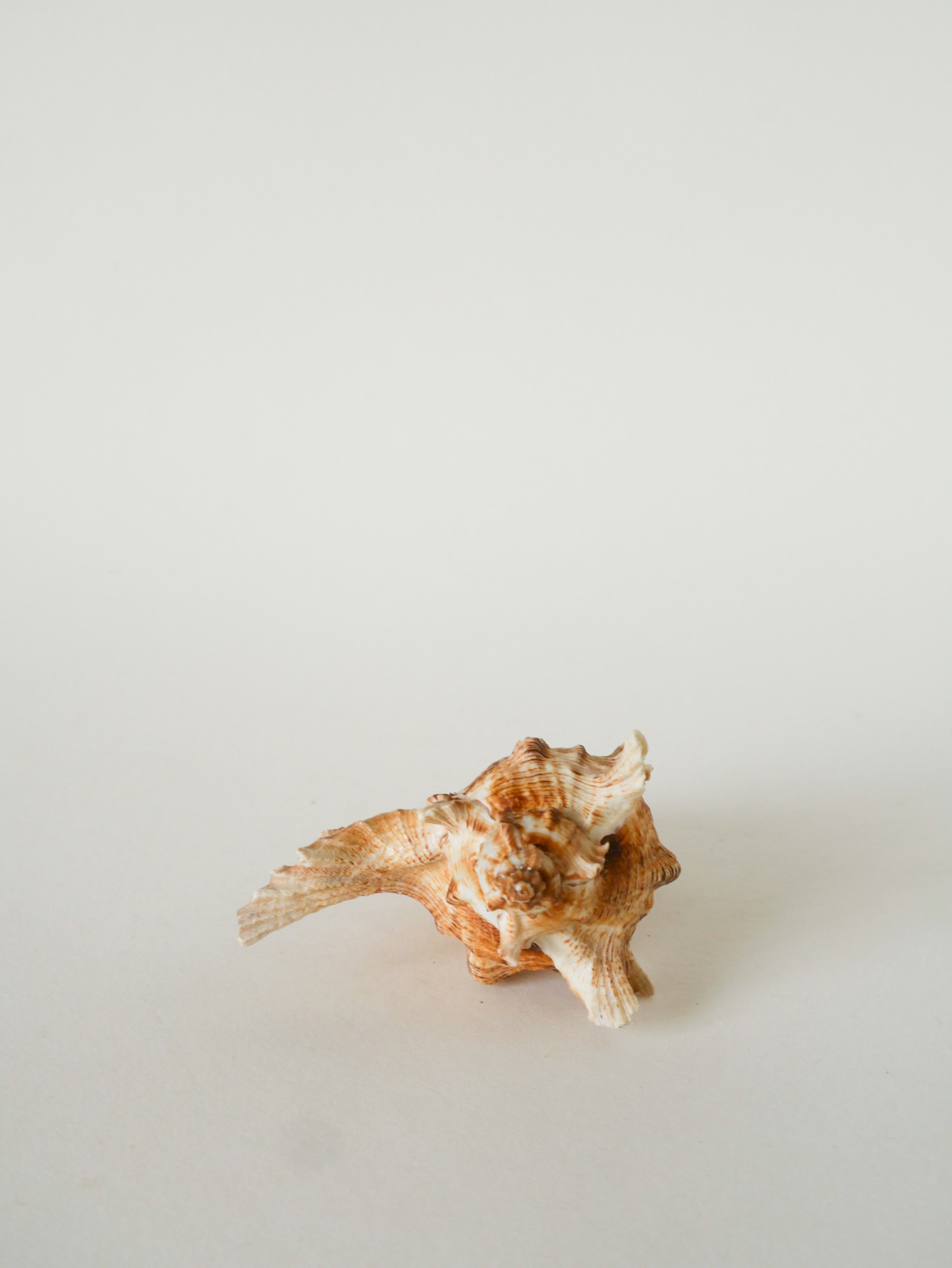 Coquillage Ancien, 1970 - 14 X 11 Cm