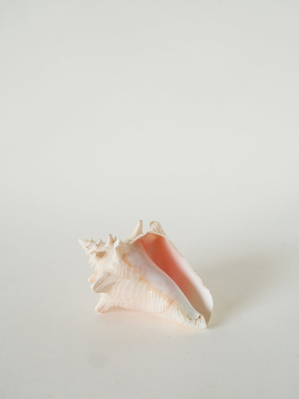 Coquillage Ancien, Rose, 1970 - 13 X 10 Cm