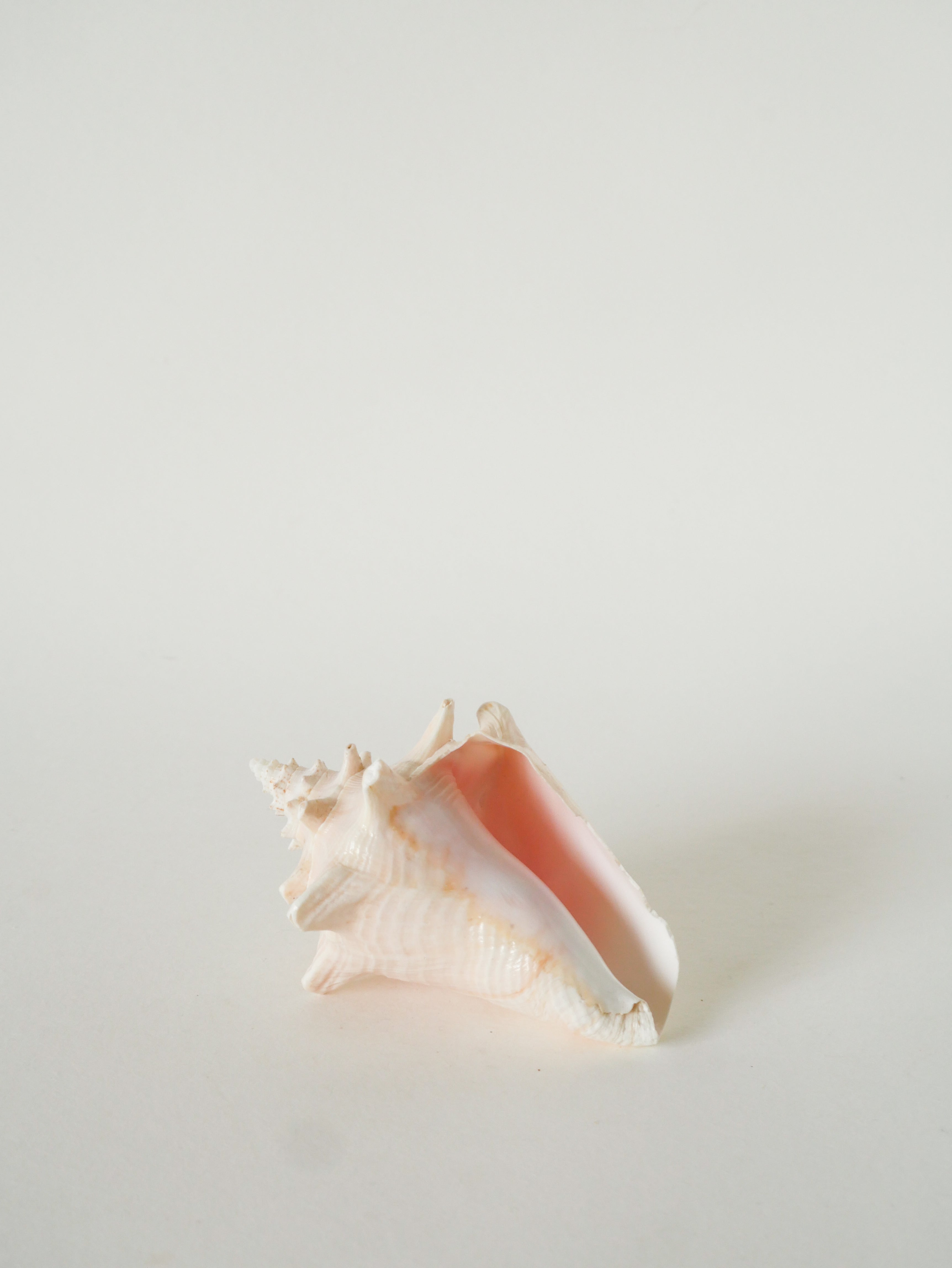 Coquillage Ancien, Rose, 1970 - 13 X 10 Cm