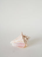 Coquillage Ancien, Rose, 1970 - 13 X 10 Cm