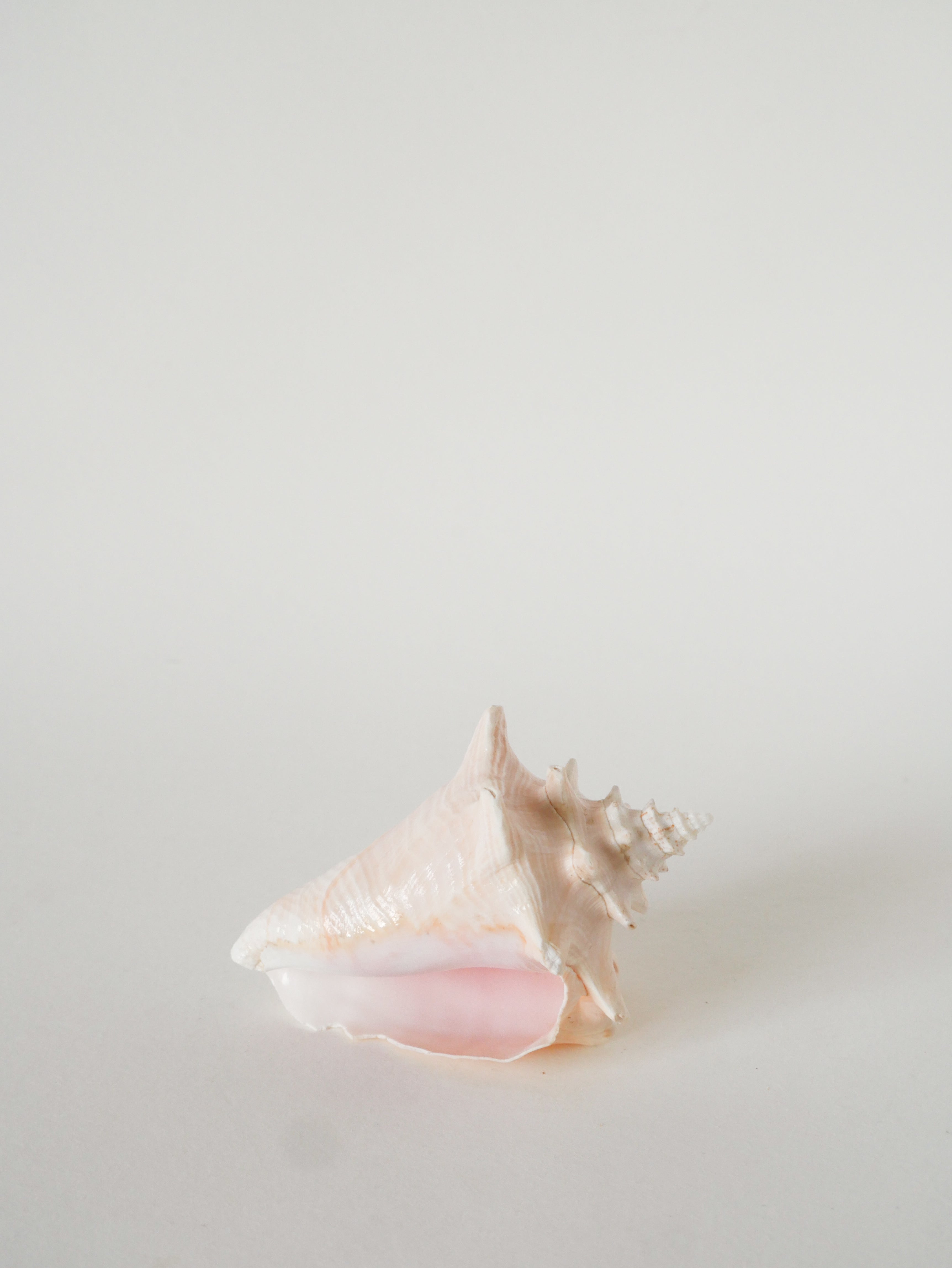 Coquillage Ancien, Rose, 1970 - 13 X 10 Cm