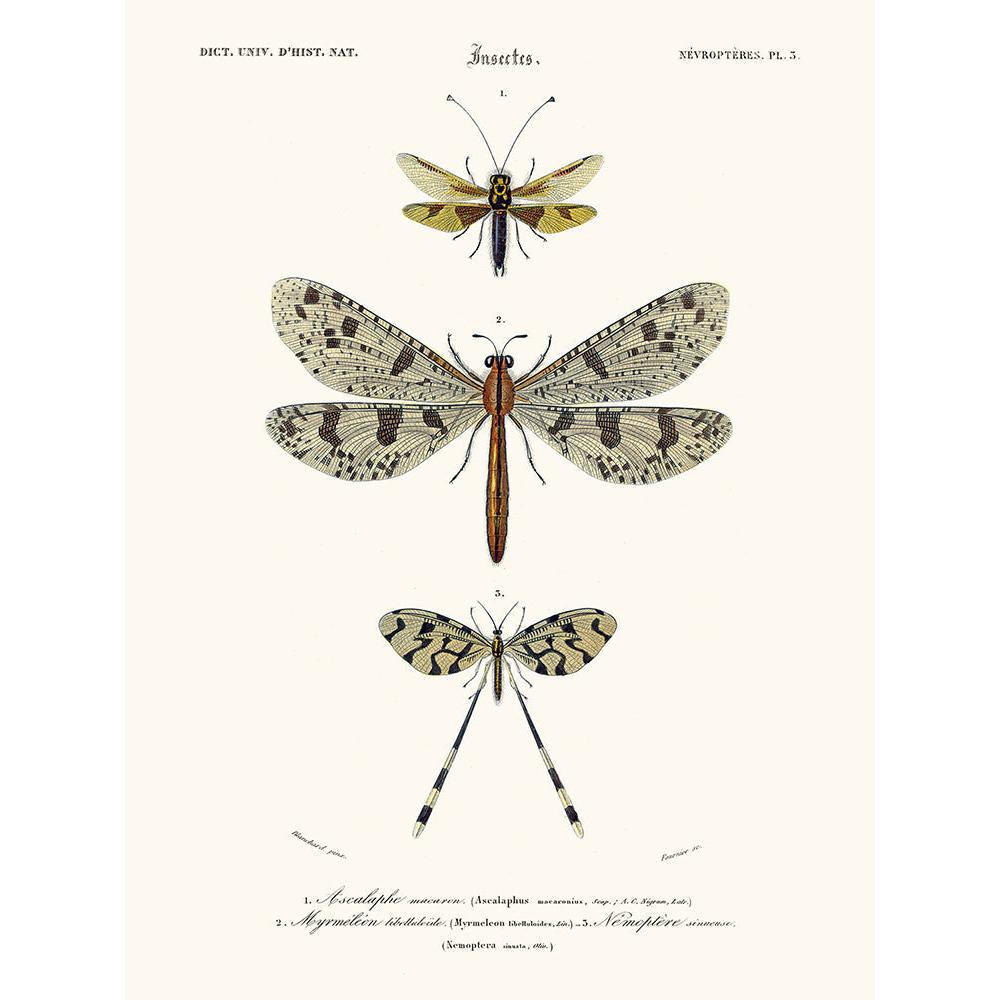Sciences Naturelles - Ascalaphe