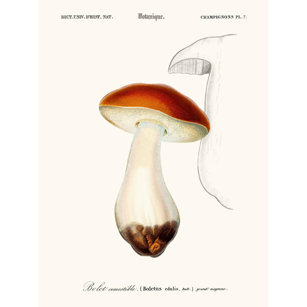 Sciences Naturelles - Bolet