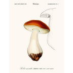 Sciences Naturelles - Bolet