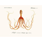 Sciences Naturelles - Cephalopode