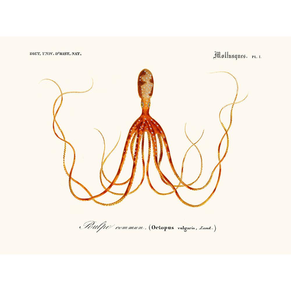 Sciences Naturelles - Cephalopode