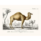 Sciences Naturelles - Dromadaire