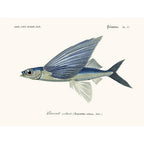 Sciences Naturelles - Exocet