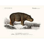 Sciences Naturelles - Hippopotame