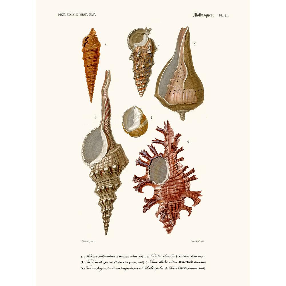 Sciences Naturelles - Mollusques Pl21