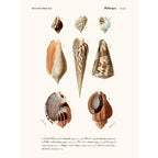 Sciences Naturelles - Mollusques Pl23