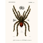 Sciences Naturelles - Mygale