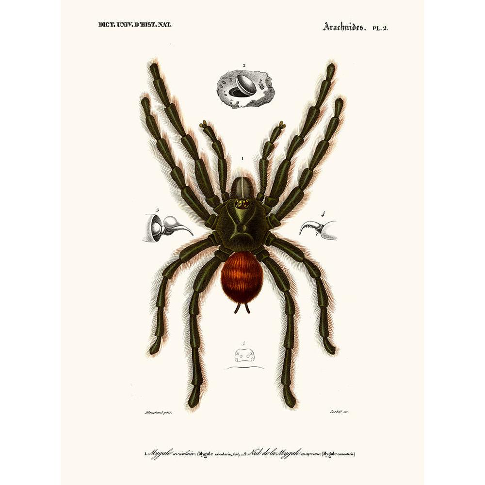 Sciences Naturelles - Mygale
