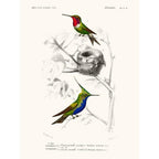 Sciences Naturelles - Oiseau Mouche
