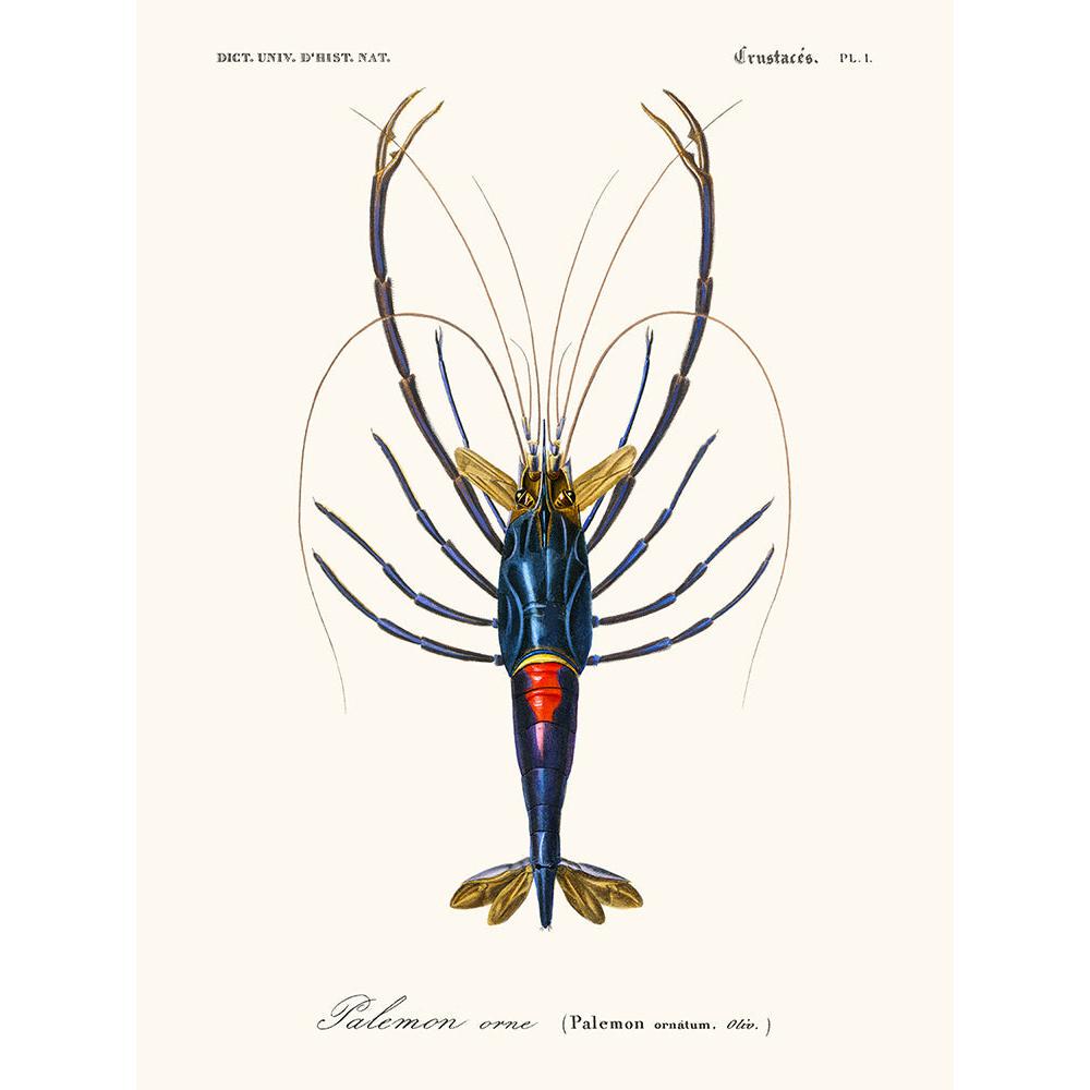 Sciences Naturelles - Palémon