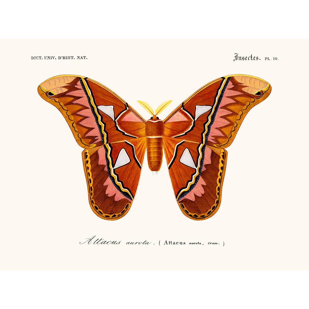 Sciences Naturelles - Papillon Attacus
