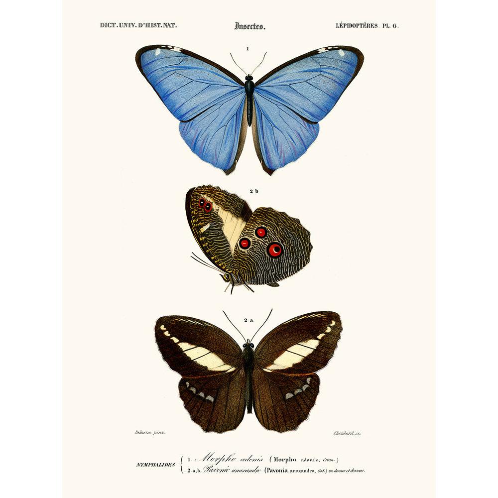 Sciences Naturelles - Papillon Morpho