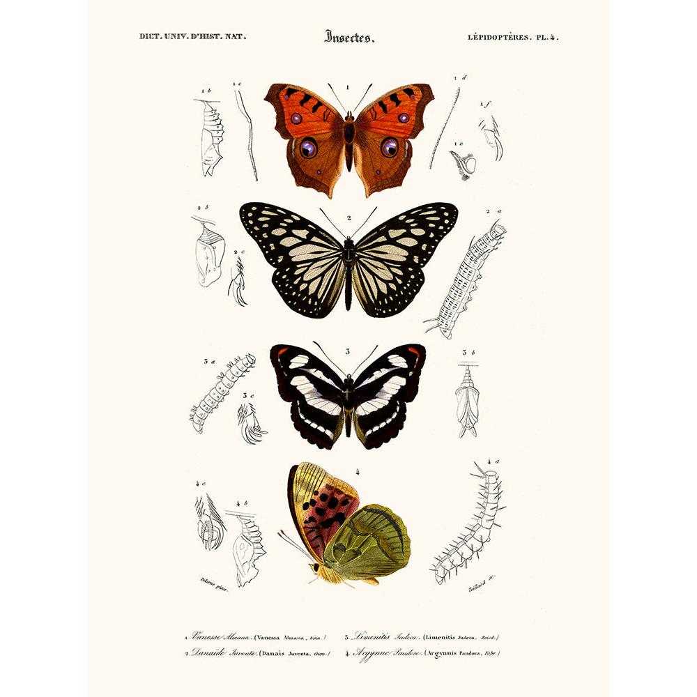 Sciences Naturelles - Papillon Vanesse