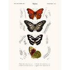 Sciences Naturelles - Papillon Vanesse