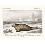 Sciences Naturelles - Phoque