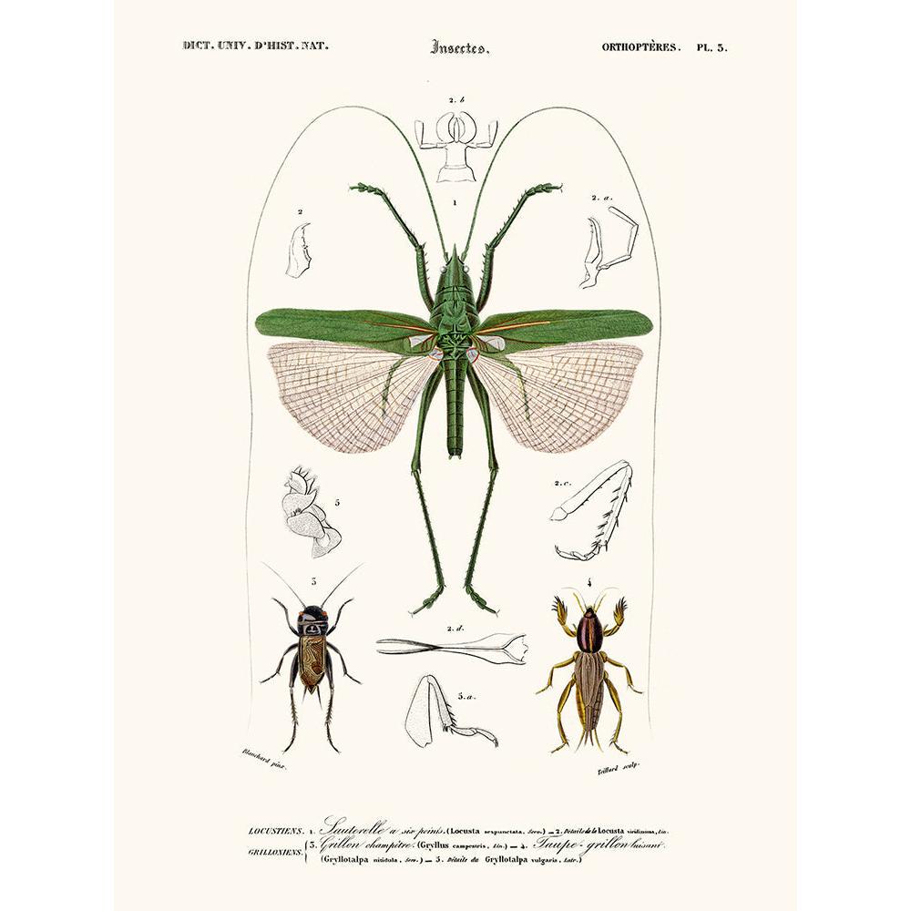 Sciences Naturelles - Sauterelle